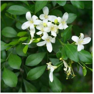 NurseryNature Madhu Kamini Plant
