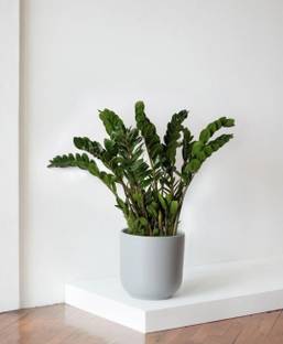 Zamioculcas zamiifolia ZZ Plant
