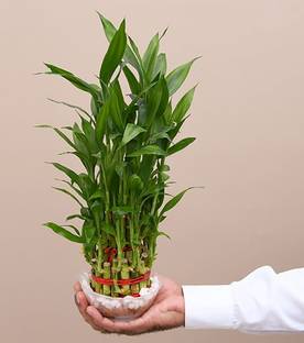 lucky bamboo plant Two Layer Bamboo Plant