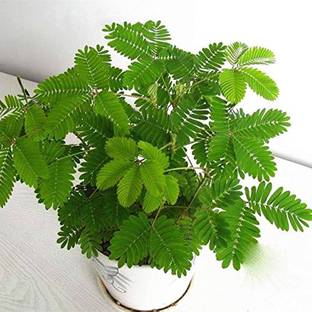 ANUSHKA GREEN BLISS Mimosa pudica Plant