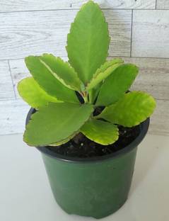 Kalanchoe pinnata Kalanchoe Plant