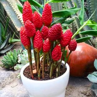 GreensFord Ginger Plant, Ginger Plant
