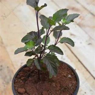 greengrow Tulsi Plant