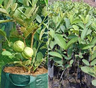 EasySeeds Guava, Amrud, Madhuri Aam, Segappu koyyaa Seed