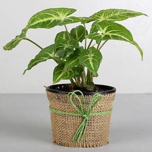 Cloud Farm Syngonium Plant
