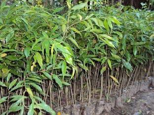 SSSB LIVE PLANT Agati Plant