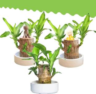 SINJHA Mini Brazalian wood