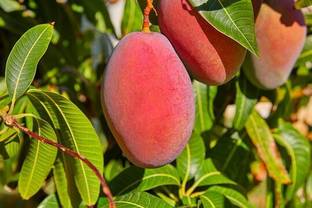 Angel Mango Plant