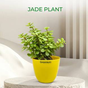 Greenium Jade Plant