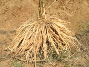Global Mart Plant Asparagus Plant