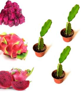 Cloud Farm Dragon Tree