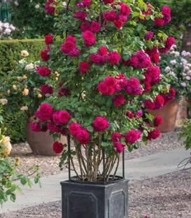 Greenery Nursery Rose Plant