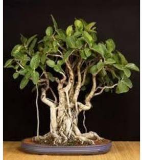 ABEFARIYA Ficus Plant
