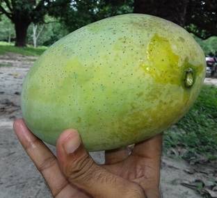 SOHA ENTERPRISE Mango Plant