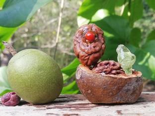 एलीट ग्रीन रुद्राक्ष का पौधा पौधा
