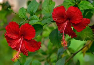 jayanta halder Hibiscus Plant