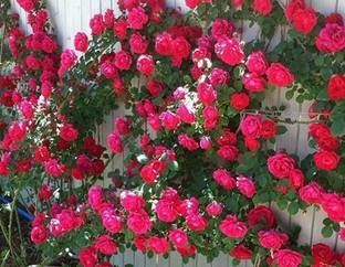 KrishnaNursery Rose Plant