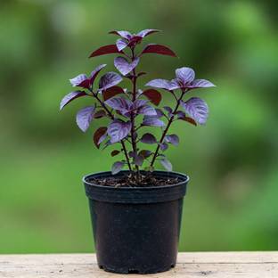 NoniaNursery Tulsi Plant