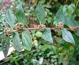 saraswati traders Euphorbia Plant