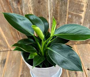 Greenearth Anubias Coin Leaf