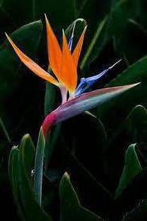 greenplanthub Bird of Paradise Plant