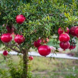 Cloud Farm Pomegranate Plant