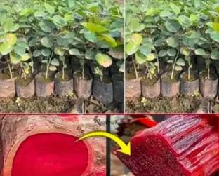 सदेशी बुसनिस लाल चंदन का पौधा पौधा