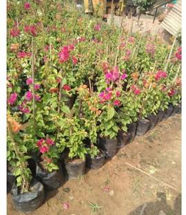 Cloud Farm Rasna Plant