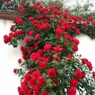 greenhousestore Rose Plant