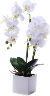 ABEFARIYA Lily Plant