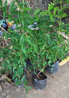 Cloud Farm Kundru/Ivy Gourd Plant