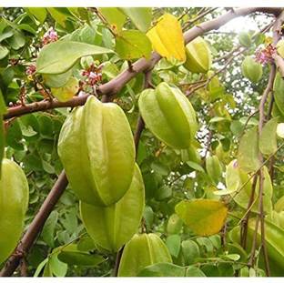 Cloud Farm Star Fruit Carambola Grafted Plant