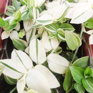 GreenThumb Wandering Jew Variegated Plant