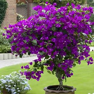 ABEFARIYA Bougainvillea Plant