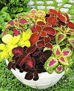 Cloud Farm Coleus Plant