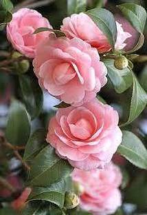 GISLENUS Rose Plant