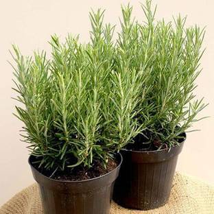 Amazing Gurden Rosemary Plant
