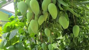 Chok Anan Mango Plant Mango Plant