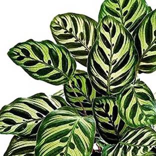 The Four Seasons Calathea Peacock Plant, Calathea Plant