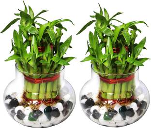 NiMoj Two Layer Bamboo Plant, Dracaena Plant, Lucky Bamboo Straight Stick