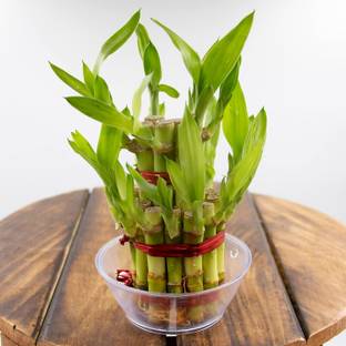 Harshgreen Two Layer Bamboo Plant