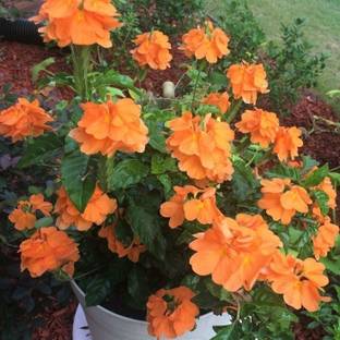 Crossandra Firecracker Plant