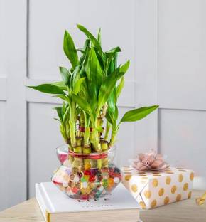 Real Nature Two Layer Bamboo Plant