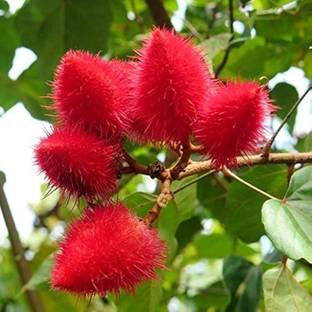 GISLENUS Red Faisan Plant