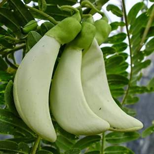 My Dream Nursery Agati Plant
