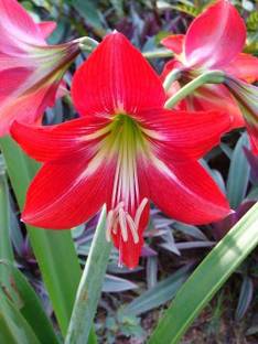 ARYAN EVERGREEN Lily Plant