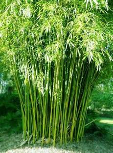 KUMUBON Two Layer Bamboo Plant