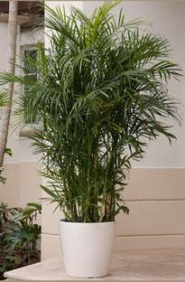 KUBERAA Areca Palm