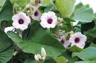 Plantzoin Elephant Creeper plant