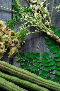 ZOOMGREEN Drumstick Tree Plant